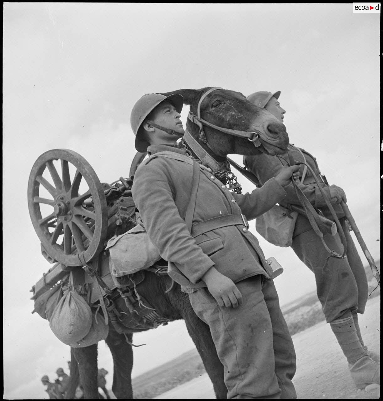 Artilleurs du 67e RAA (régiment d'artillerie d'Afrique) de la DMC (division de marche de Constantine) avec un mulet bâté de pièces d'un canon de montagne de 65 mm, modèle 1906, dans le secteur d'Ousseltia.
