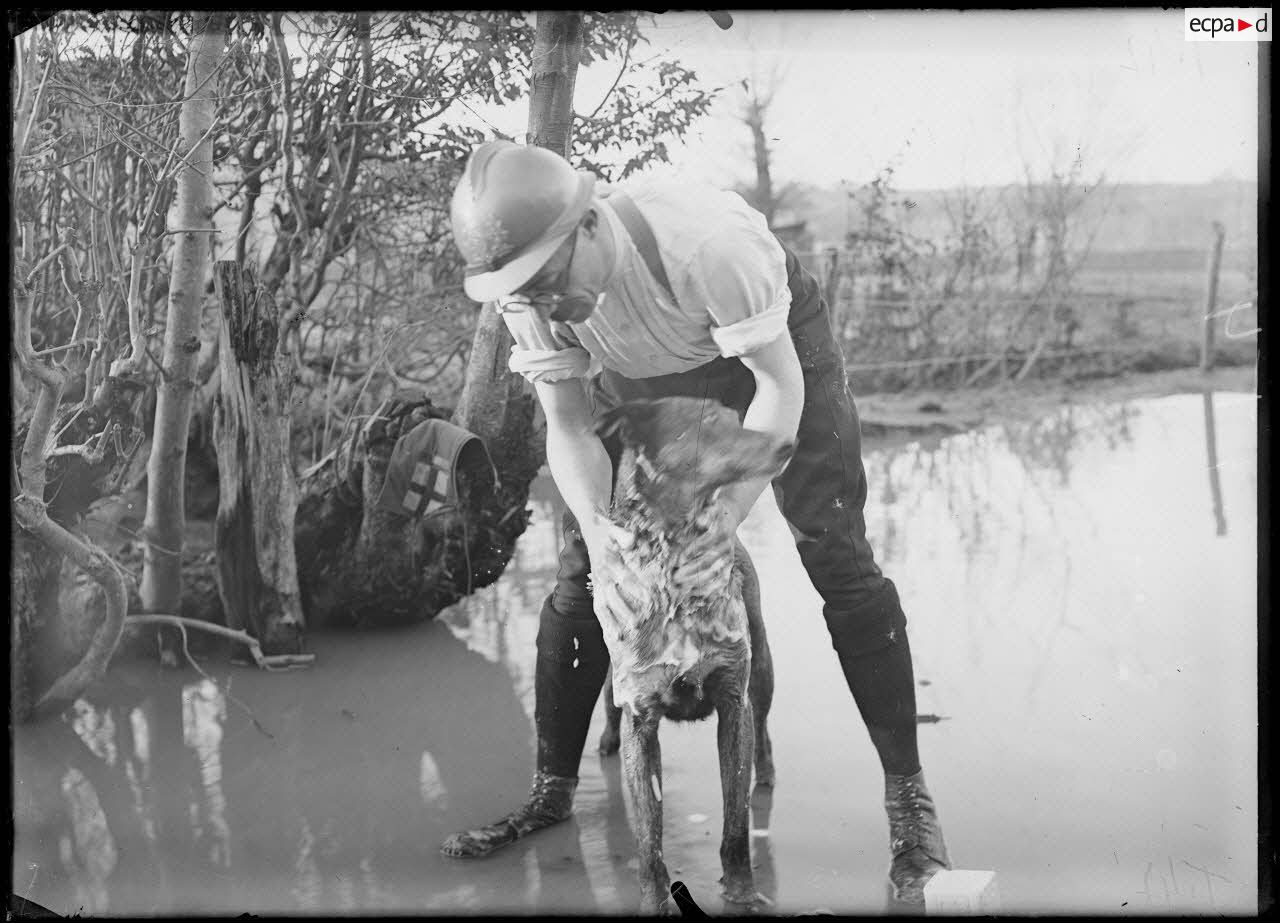 La Renarde (Marne). Le lavage des chiens sanitaires. [légende d'origine]