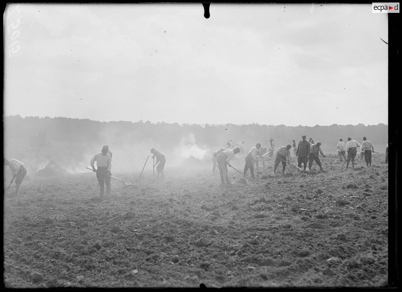 Versailles-Trianon (Seine-et-Oise). Pépinières nationales de plants de légumes. Défrichement de plants de légumes. [légende d'origine]