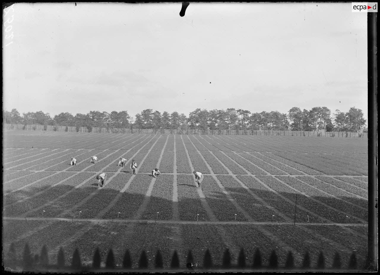 Versailles-Trianon (Seine-et-Oise). Pépinières nationales de plants de légumes. Vue générale du terrain Bechus. [légende d'origine]