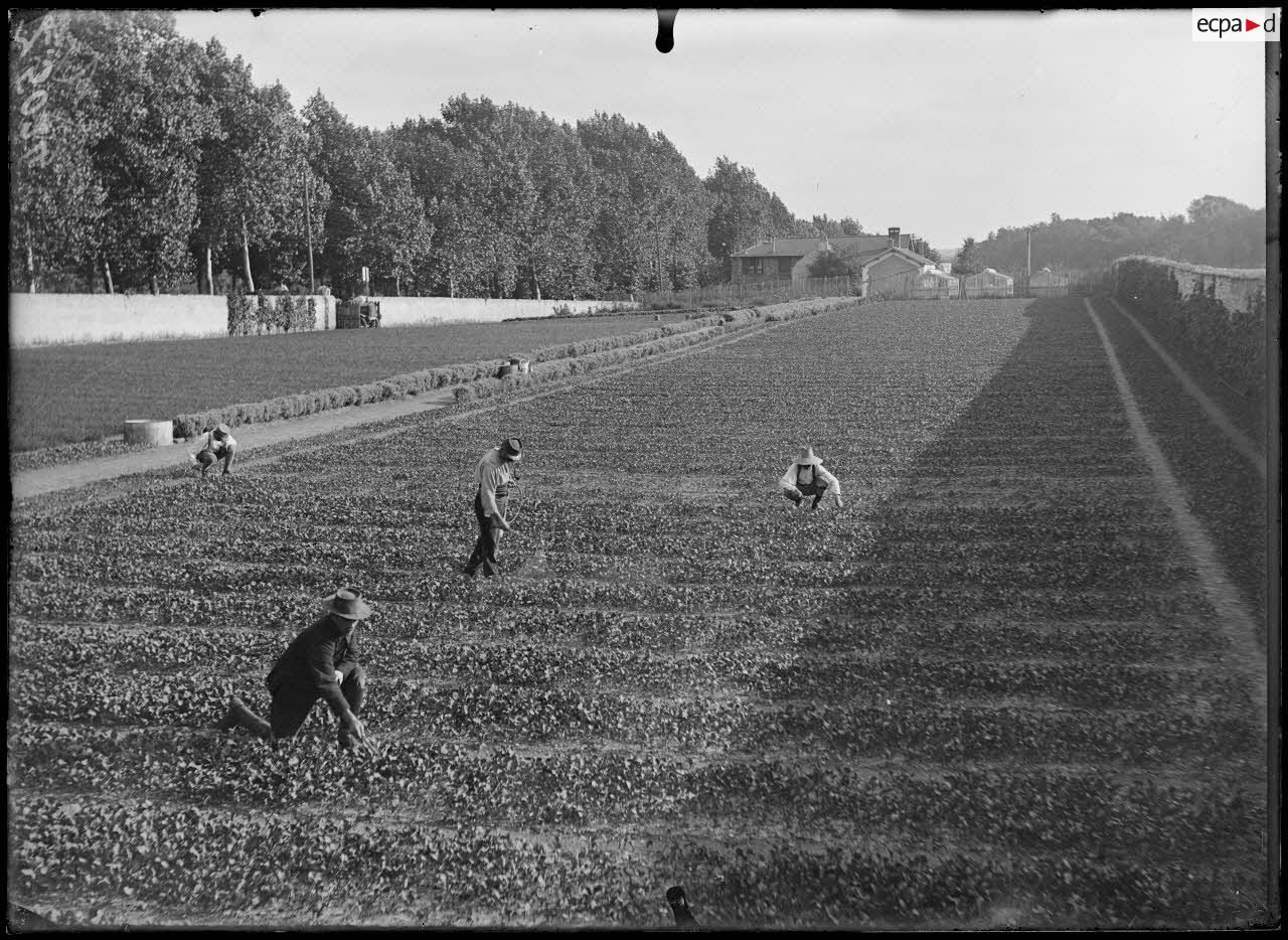 Versailles-Trianon (Seine-et-Oise). Pépinières nationales de plants de légumes. Vue d'ensemble du terrain de Trianon Palace. [légende d'origine]