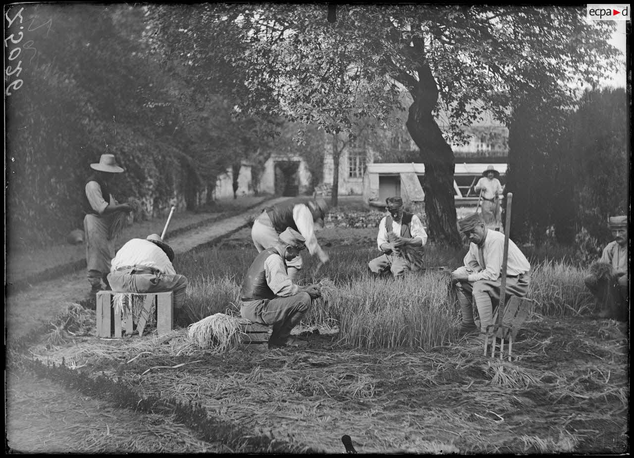 Versailles-Trianon (Seine-et-Oise). Pépinières nationales de plants de légumes. Arrachage des poireaux. [légende d'origine]