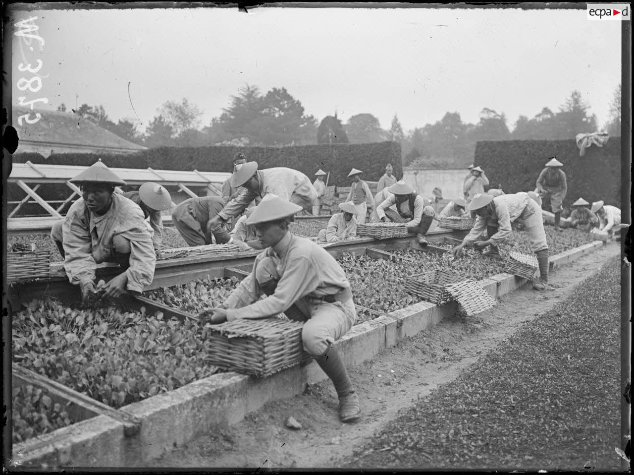 Versailles, au Trianon, la culture potagère par les Tonkinois. Tonkinois cultivateurs. [légende d'origine]