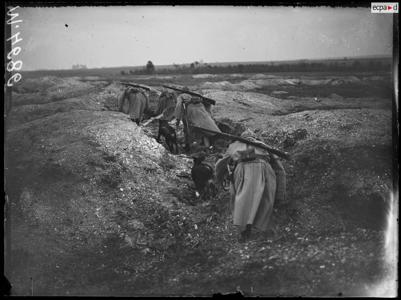 Région de Suippes (Marnes). Exercices de chiens sanitaires dans les tranchées. [légende d'origine]