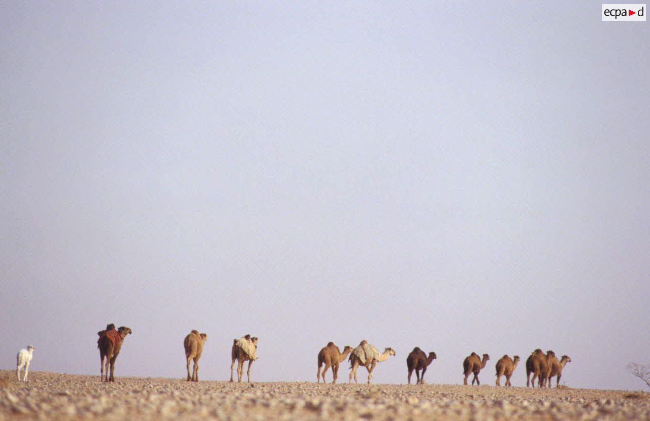 Caravane de dromadaires dans le d&eacute;sert.