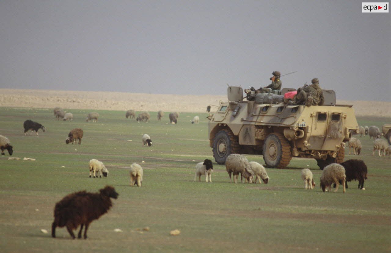 VAB dans un pr&eacute; au milieu de moutons lors d'une reconnaissance du 2e RIMa (r&eacute;giment d'infanterie de marine) dans les camps b&eacute;douins au nord des positions fran&ccedil;aises dans le d&eacute;sert irakien.