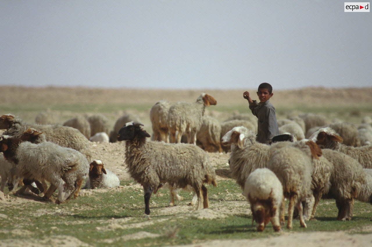 Jeune b&eacute;douin irakien au milieu de son troupeau de moutons dans le d&eacute;sert, pr&egrave;s de l'Axe Texas au nord d'Al Salman.