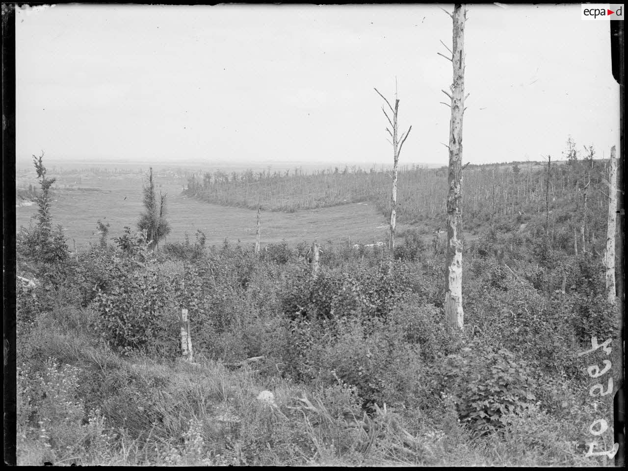 Bois de la Folie, au fond Vimy. [légende d'origine]