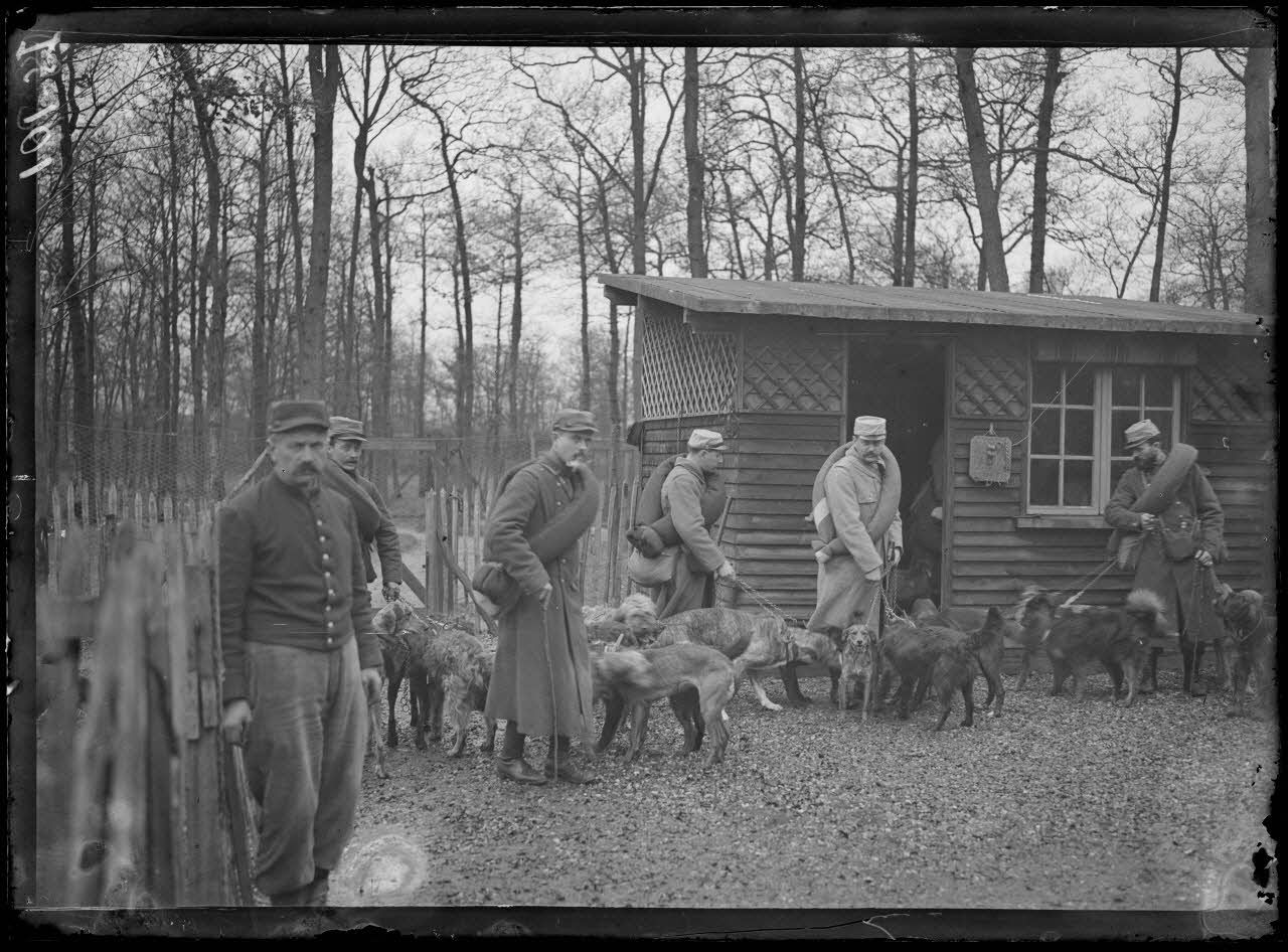 Maison-Lafitte, la société nationale du chien sanitaire et de guerre. Chiens sanitaires - préparatifs de départ. [légende d'origine]