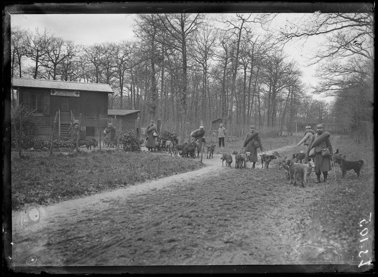 Maison-Lafitte, la société nationale du chien sanitaire et de guerre. Chiens sanitaires - le départ. [légende d'origine]