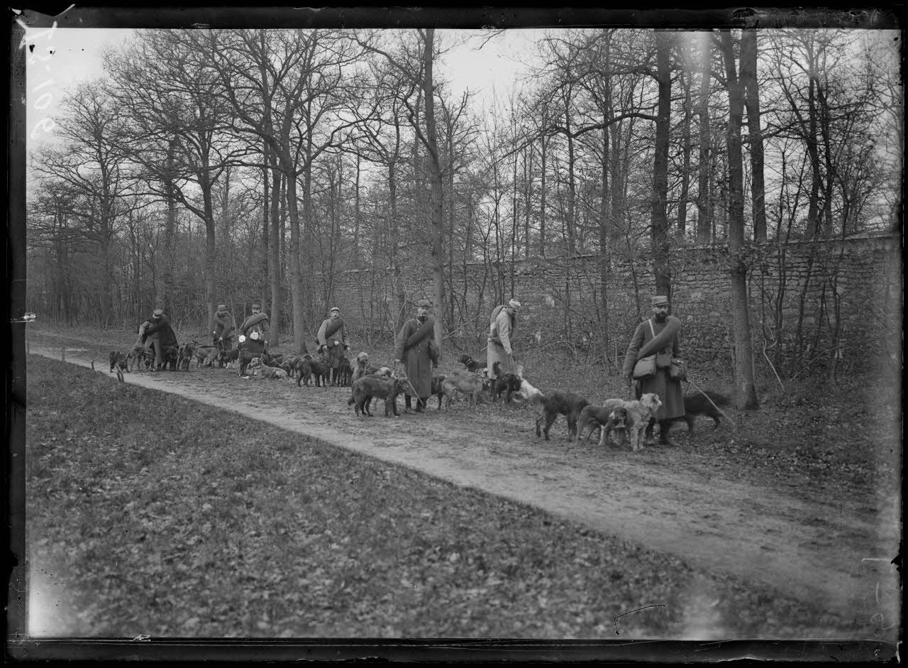 Maison-Lafitte, la société nationale du chien sanitaire et de guerre. Chiens sanitaires. Le chien sur la route. [légende d'origine]