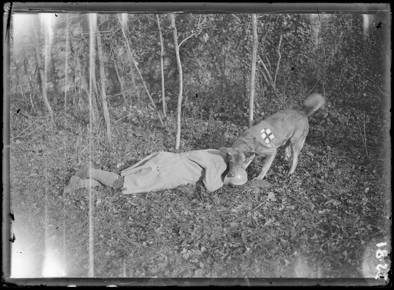 Maison-Lafitte, la société nationale du chien sanitaire et de guerre. Exercices des chiens sanitaires, le chien ayant trouvé le blessé, lui prenant son casque qu'il anème aux brancardiers. [légende d'origine]