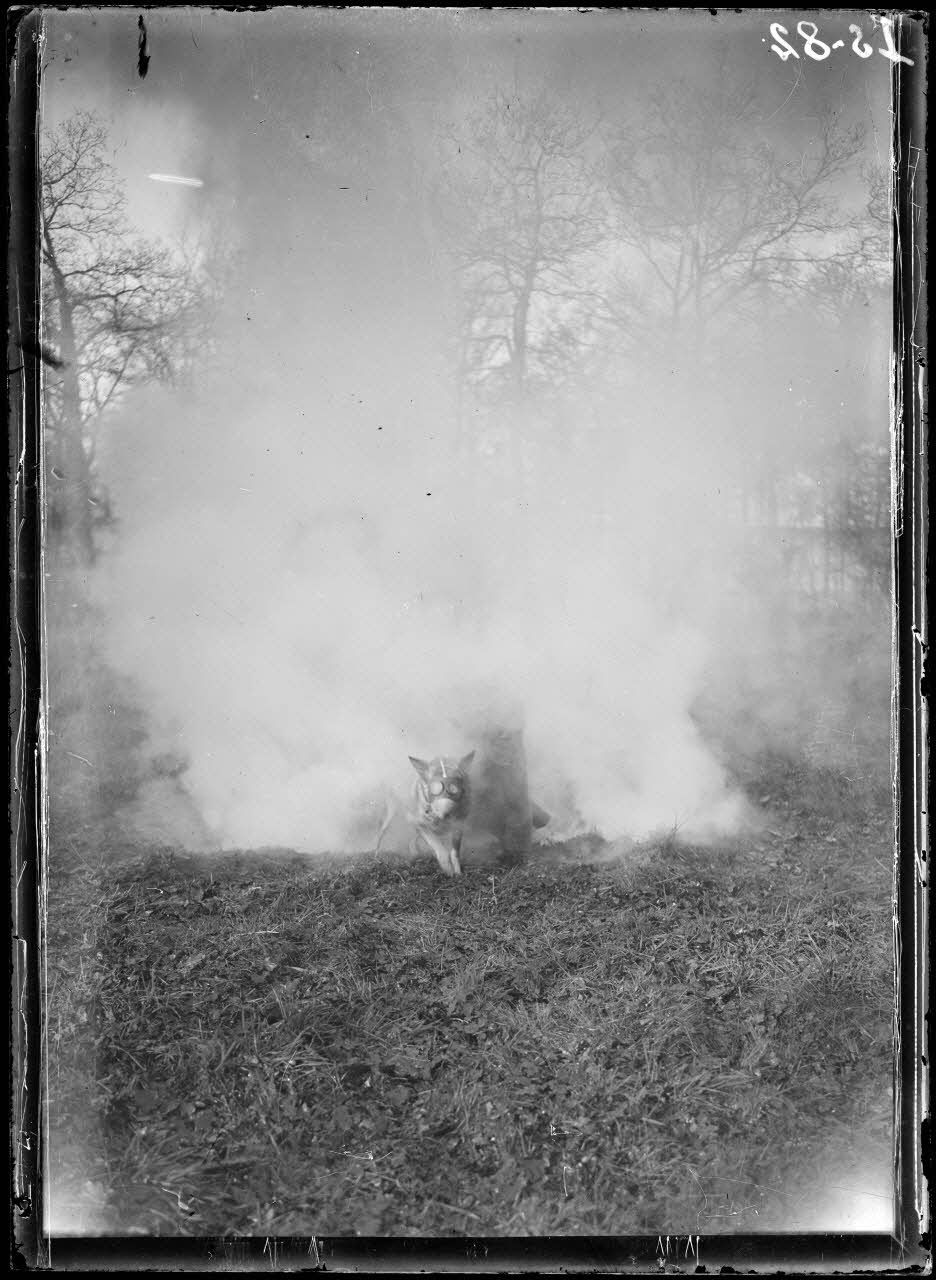 Maison-Lafitte, la société nationale du chien sanitaire et de guerre. Chien de liaison traversant une nape de gaz. [légende d'origine]