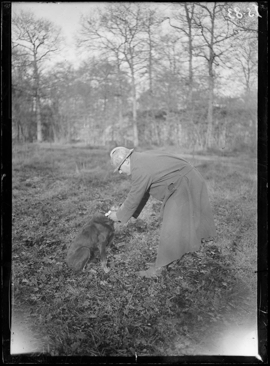 Maison-Lafitte, la société nationale du chien sanitaire et de guerre. Le chien de liaison après avoir traversé les gaz. [légende d'origine]