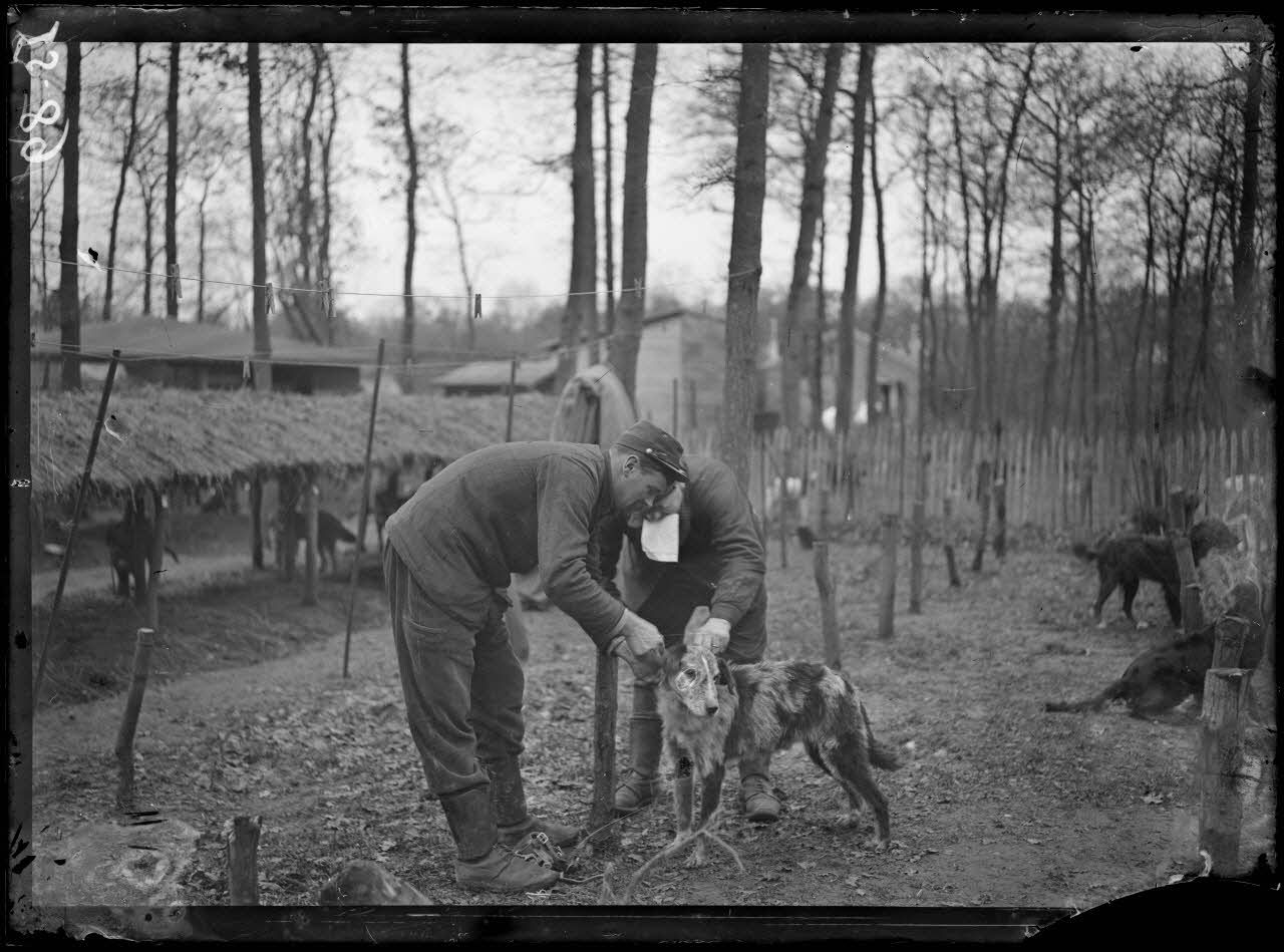 Maison-Lafitte, la société nationale du chien sanitaire et de guerre. Le chien de liaison apportant un pli. [légende d'origine]