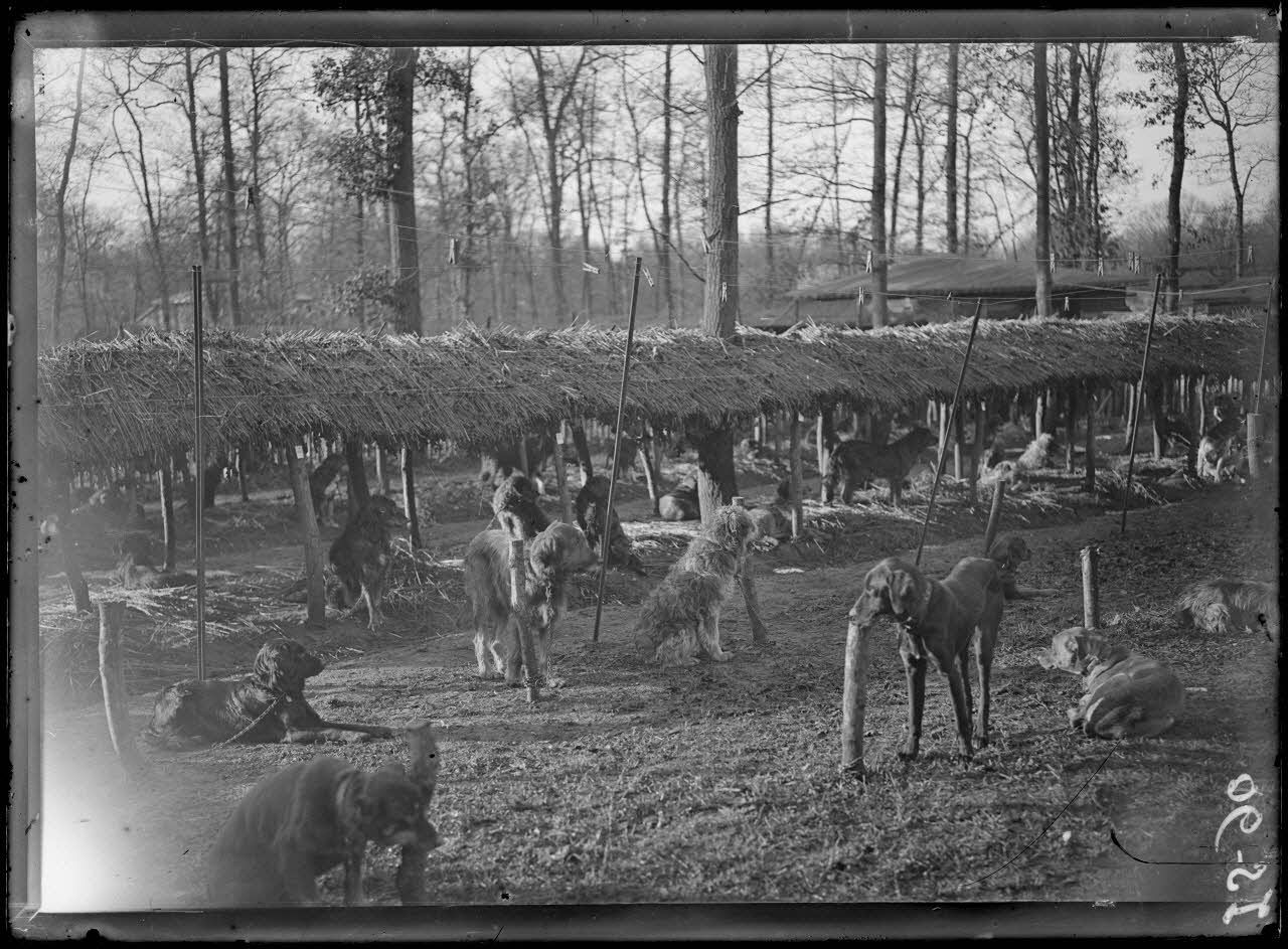 Maison-Lafitte, la société nationale du chien sanitaire et de guerre. Vue d'ensemble des chenils. [légende d'origine]