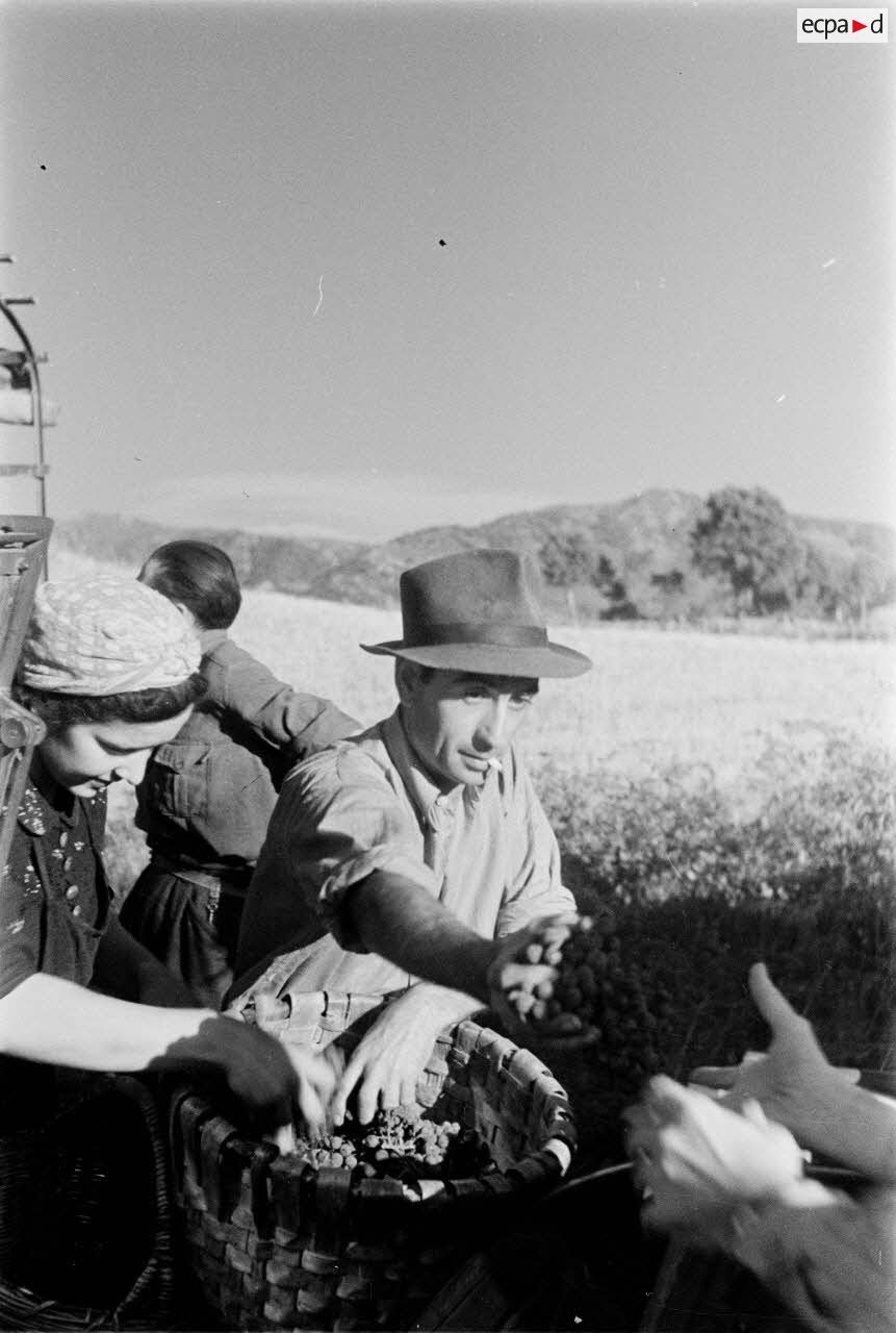 Des paysans corses distribuent du raisin à des tirailleurs marocains.