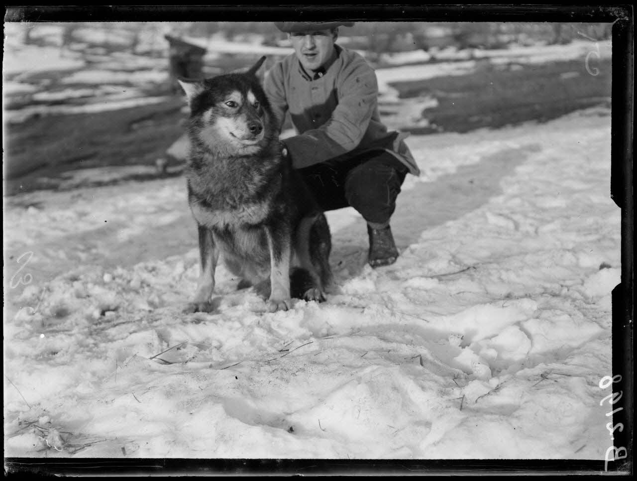 Vosges, un chien de l&rsquo;Alaska. [l&eacute;gende d&rsquo;origine]