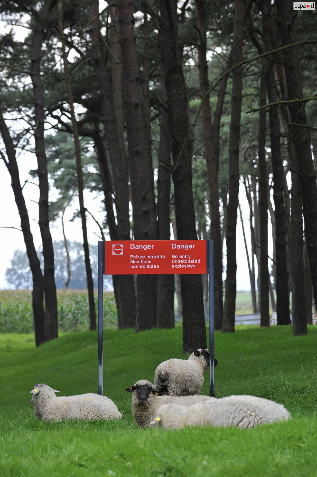 Les moutons du mémorial de Vimy.