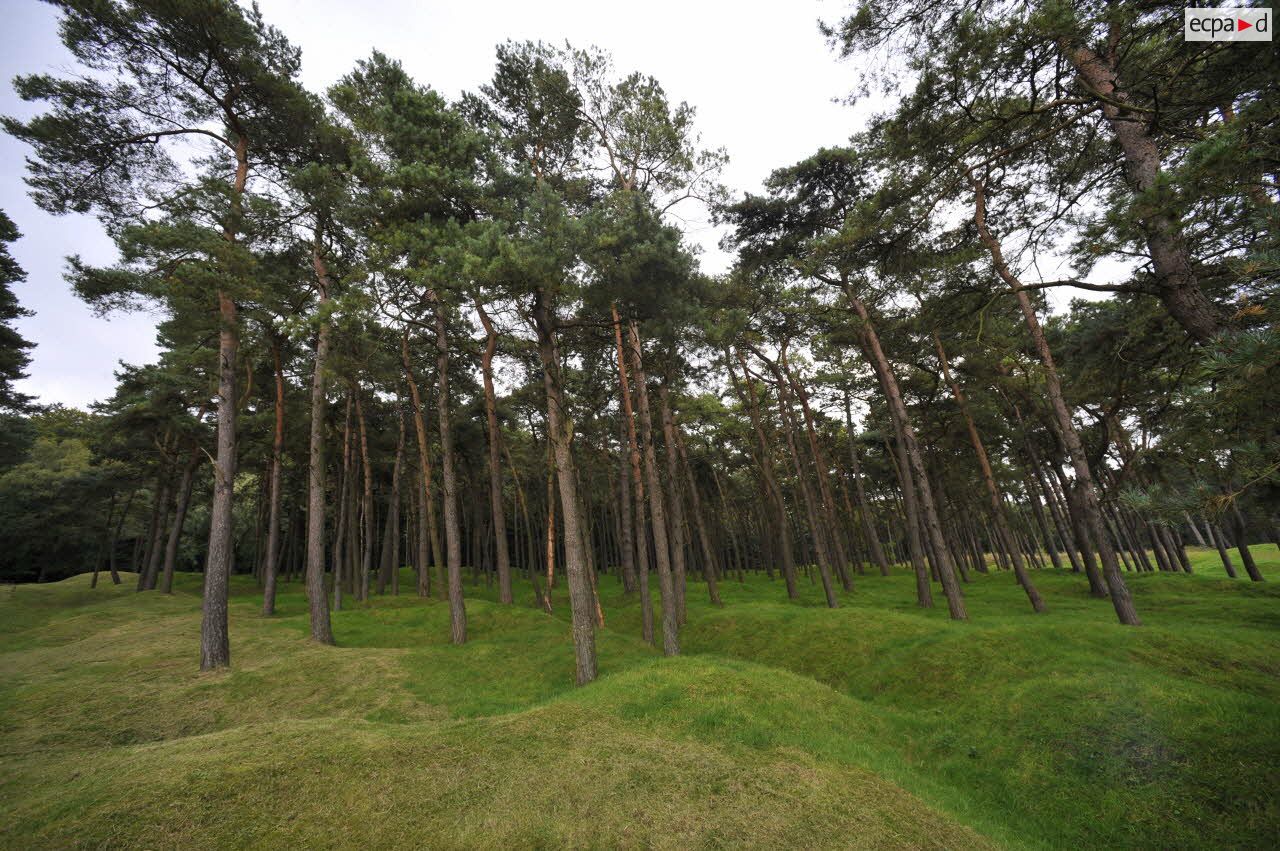 Arbres et cratères d'obus au mémorial de Vimy.