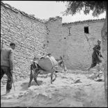 Des harkis conduisant un mulet pour le ravitaillement lors de l'opération Espérance.