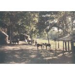 Parc du chateau, en bordure de la forêt de Laigue. [légende d'origine]