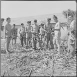 La 5e division blindée et le 19e bataillon de chasseurs à pied en opération dans les djebels à Nedroma. [Description en cours]