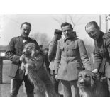 Omsk. Les chiens du général Janin. [légende d'origine]