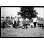 [Le chenil militaire du capitaine Mallerich.]