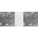 10. Dans la forêt. Côte d'Ivoire. [légende d'origine]