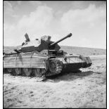 Epave d'un char britannique Crusader Mk III sur le champ de bataille de Kasserine.