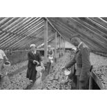 Dans une ferme réquisitionnée, un Sonderführer de la Luftwaffe contrôle le travail de femmes dans une serre.