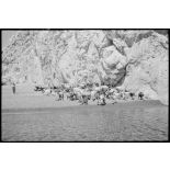 Un troupeau sur la plage de Perissa, île de Santorin.