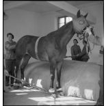 Infirmerie vétérinaire du 2e RAM.