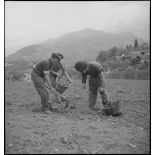 Plantation de pommes de terre.