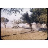 1956 Palikao ops Cassaigne 16-9 (0a) retranchement rebelles. [légende d'origine]