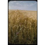 [Moissons en juin 1957 aux alentours de Palat].