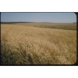 [Moissons en juin 1957 aux alentours de Palat].