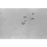 Attaque de Junkers Ju-87 sur des blindés alliés lors de la bataille d'El Alamein.