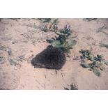 Hérisson. [légende d'origine]