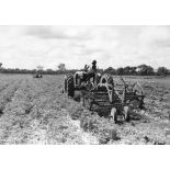 République du Sénégal, Sefa, 1954. Culture mécanisée de l'arachide. Endainage de l'arachide après l'arrachage.