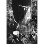 République unie du Cameroun, 1943. Plantation 