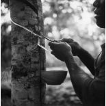 République unie du Cameroun, Dizangué, 1943. Plantation Sanaga. Saignée de l'hévéa.