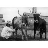Madagascar, 1946. Vache.