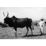 Madagascar, 1946. Zébu.