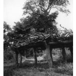 République de Côte d'Ivoire, village de Sissépleu, 1962. Abri où se rassemblent les vieux du village et où l'on expose les cadavres des morts.