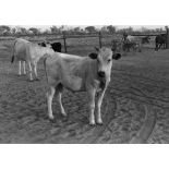 République du Sénégal, Séfa, 1954. Boeufs N'Dama.