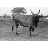 République du Sénégal, Séfa, 1954. Vache N'Dama.
