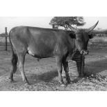 République du Sénégal, Séfa, 1954. Jeune taureau N'Dama.