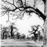République du Sénégal, environs de Rufisque, 1969. Baobabs.